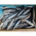 Gefrorener pazifischer Makrele 150-200G 60-80pcs Fische